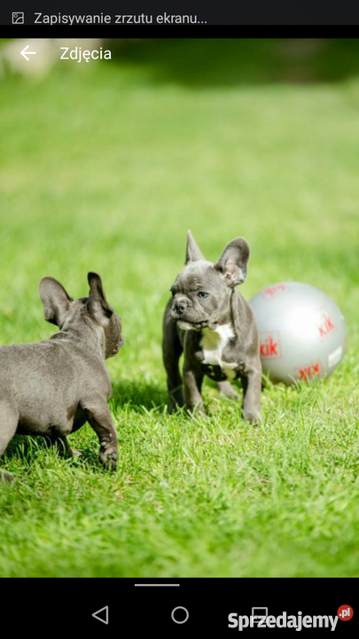 Buldogi Francuskie niebieskie blue rodowod Psy Chmielnik