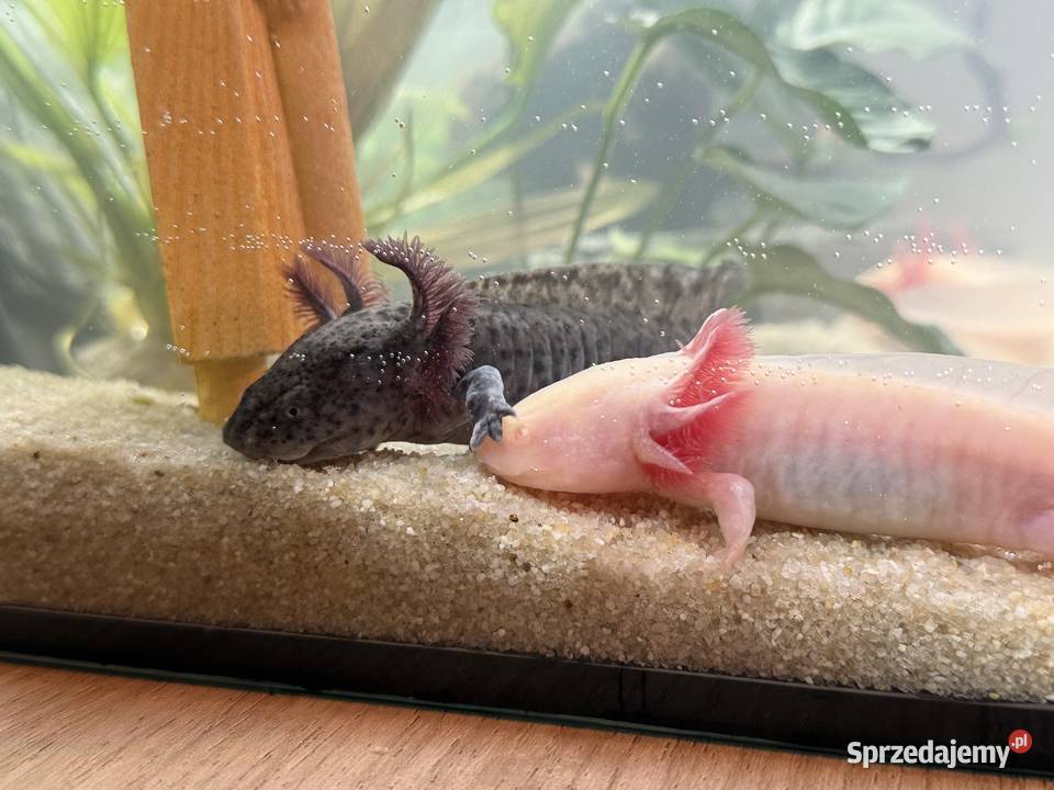 Axelotle salamandra akselotl Mikołów sprzedam