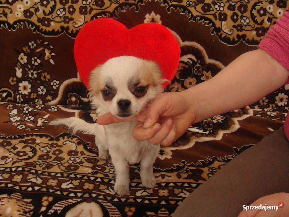 pieska rasy chihuahua Bilcza