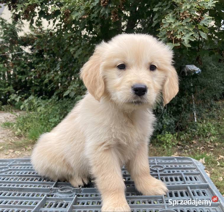 Golden Retriever Kargów sprzedam