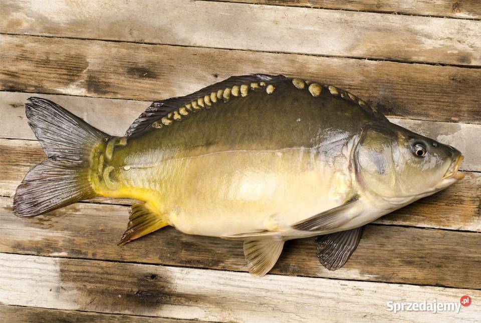 KARP handlowy karp kroczek karaś szczupak warmińsko-mazurskie Godkowo