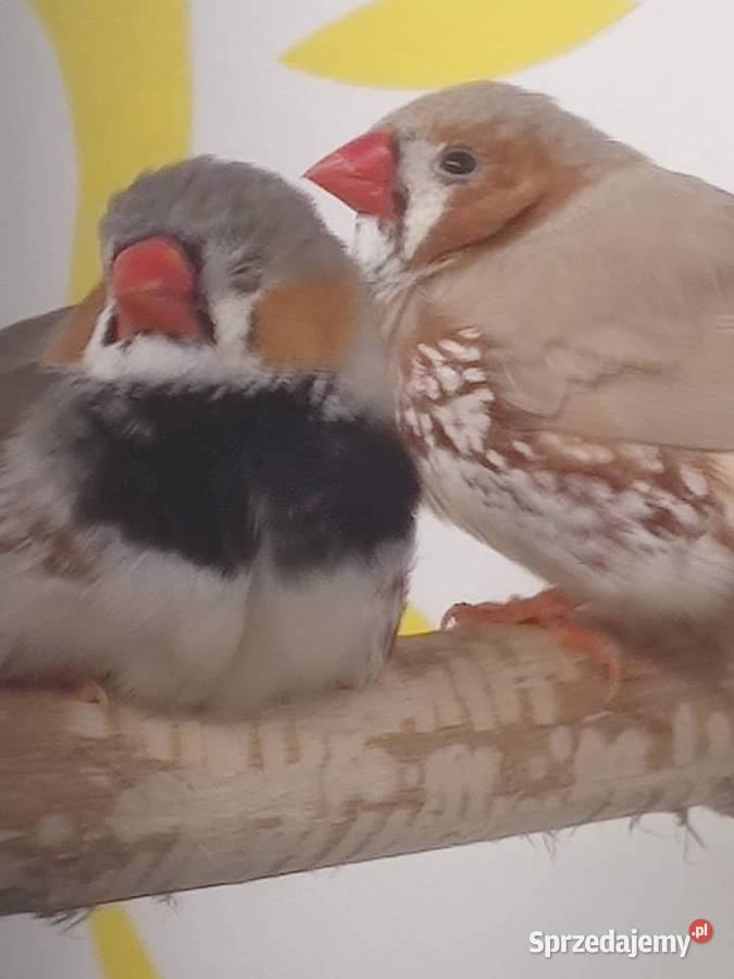 Zeberki amadyny zebrowate młodziutkie