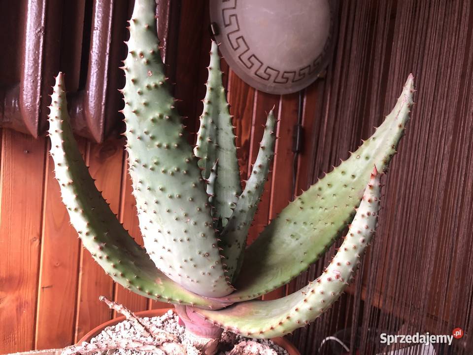 Aloe Ferox aloes uzbrojony piękna i rzadka Piastów