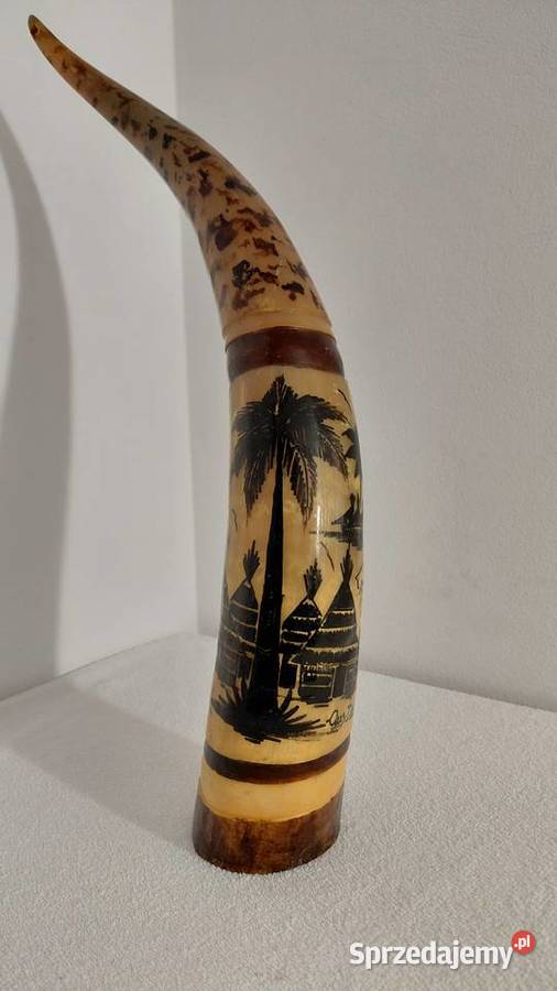 Róg Watussi Senegal Krzykawa