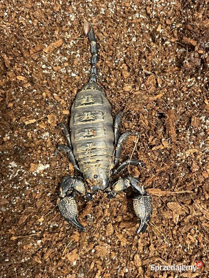 skorpion Cheloctonus jonesii Gliwice
