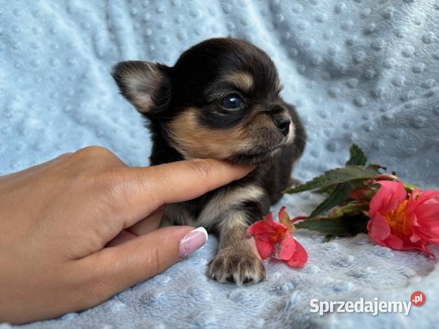 CHIHUAHUA ŚLICZNY PIESEK TRICOLOR Łódź