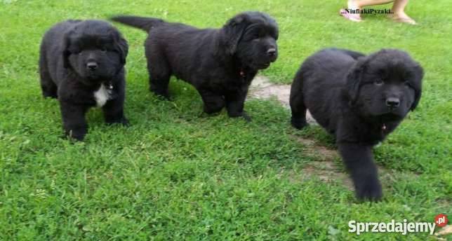 Nowofunland Nowofundland z RODOWODEM