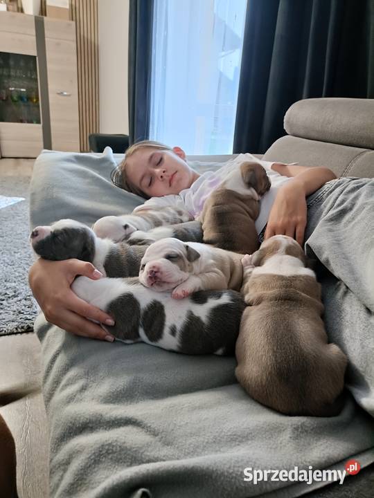 Szczenięta American staffordshire terrier