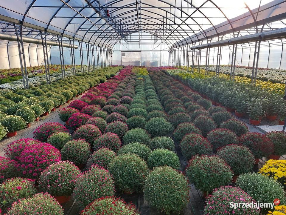 CHRYZANTEMY DROBNE I WIELKOKWIATOWE mazowieckie Sochaczew