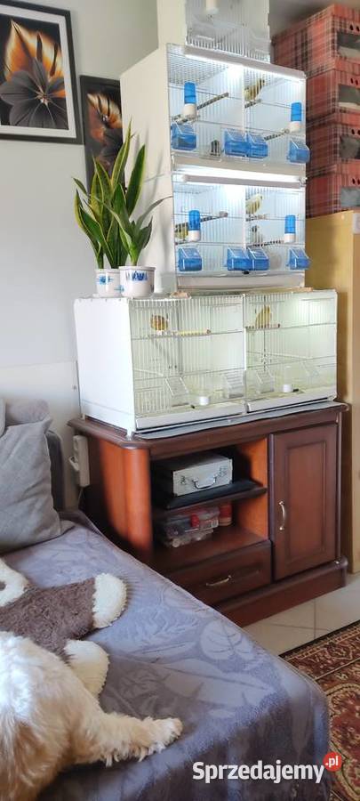 Klatki ptaków Krosno