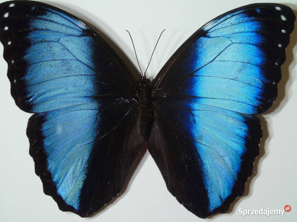 Motyl w ramce gablotce 17 x 22 Morpho achilles Szczecin sprzedam