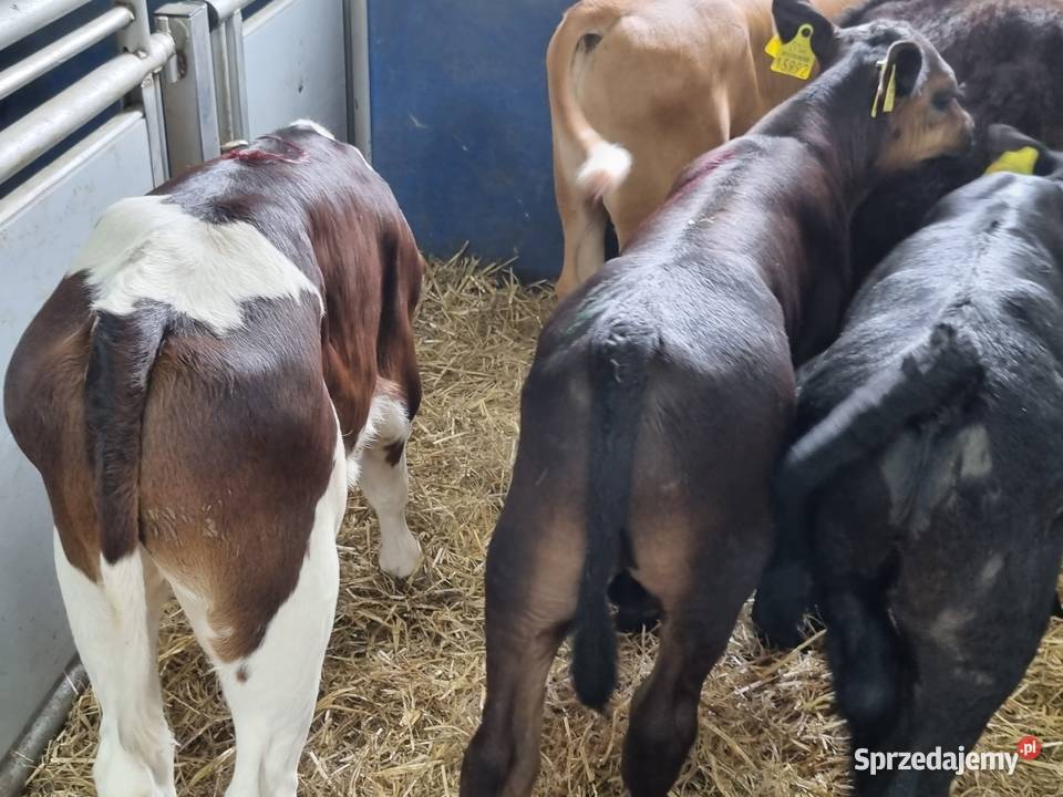 Byczki I jaloszki ras mięsnych 784 634 662 Siemiatycze
