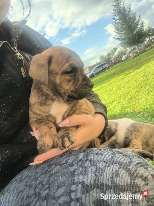 Pieski Amstaf samce Poniatowa