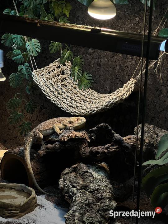 Terrarium 120x80x80 Grube Szkło Sopot sprzedam