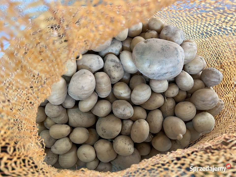 Ziemniak paszowy irys bielik mazowieckie