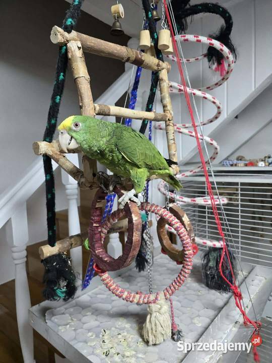 Sprzedam Amazonkę Oratrix Piaseczno