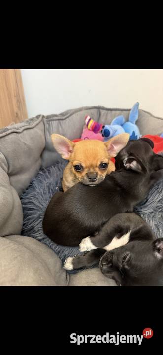 Piesek chihuahua xxs Radzymin