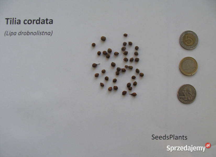 LIPA DROBNOLISTNA Tilia cordata NASIONA 3000