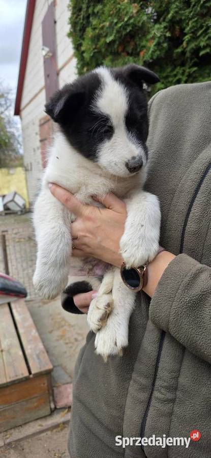 Karelski pies na niedźwiedzie Turobin sprzedam