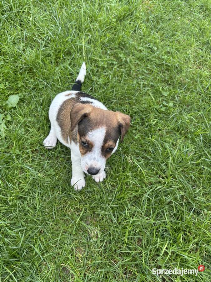 Jack Russell Terrier szczeniaki Bachowice