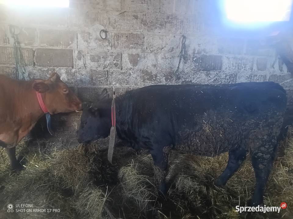 Krowa Pierwiastka Jałówka Chrzanów