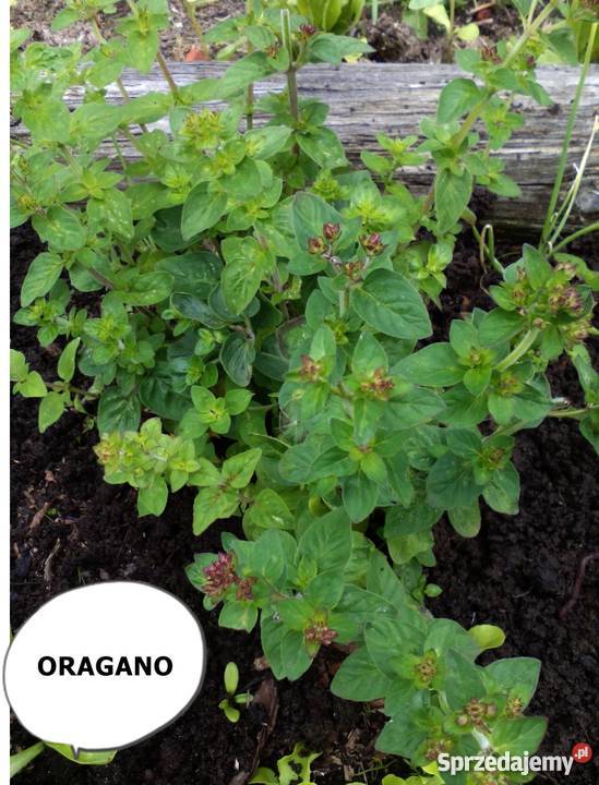 OREGANO zioło lecznicze przyprawa i dekoracja Koszalin