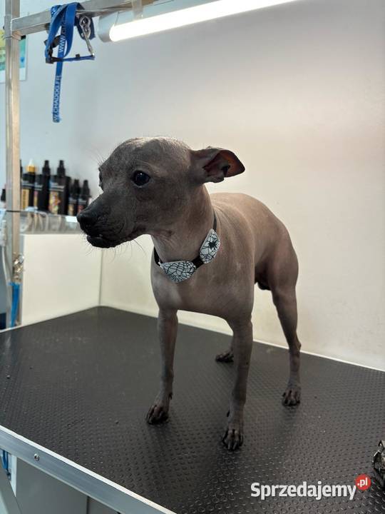 Strzyżenie czworonogów Szczecin Prawobrzeże usługa dla zwierząt