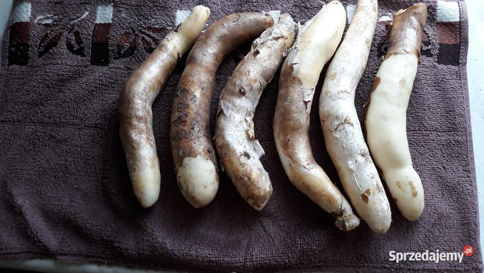 Kłącze Glorioza wspaniała Rotszylda lilja pnąca Łódź