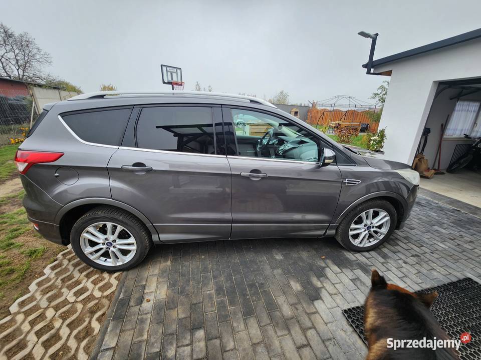 Kuga sprzedam