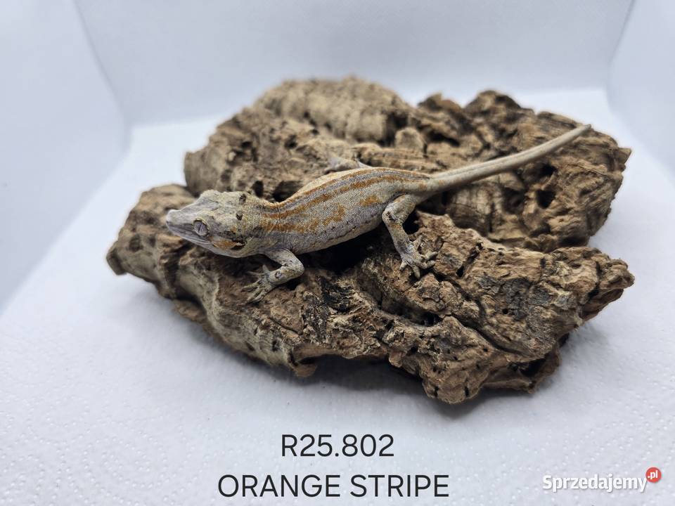 Gekony gargulcowe śląskie Zawiercie sprzedam