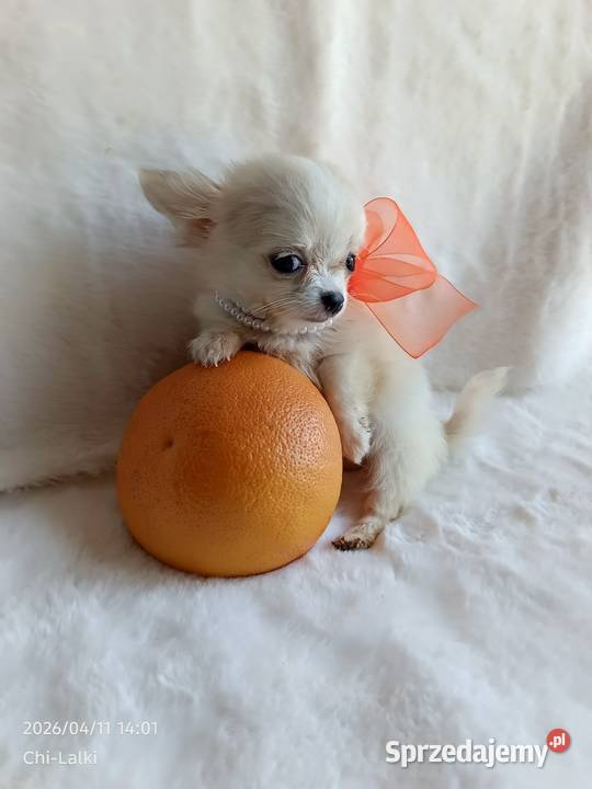 Chihuahua xxs dziewczynka suczka dlugowlosa