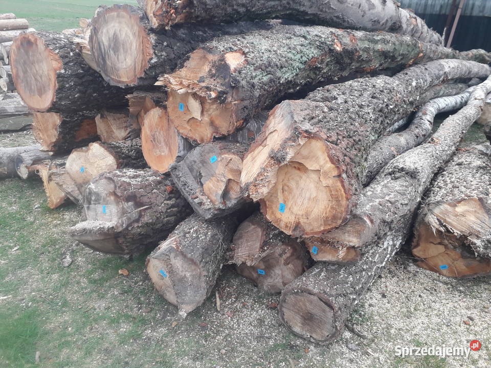 Brzoza tartaczna Nowe Żukowice