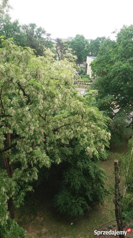 Bezpośrednio sprzedam M4 w Legionowie oddzielna kuchnia Legionowo