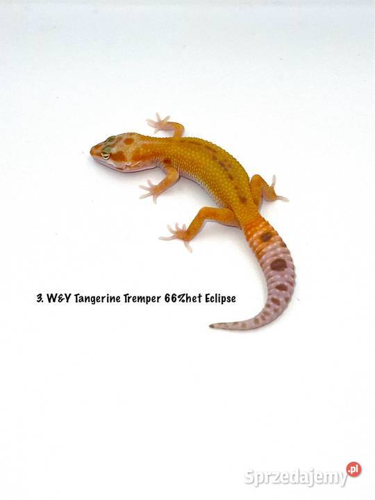 Kolorowe gekony lamparcie z hodowli 2026 Poznań