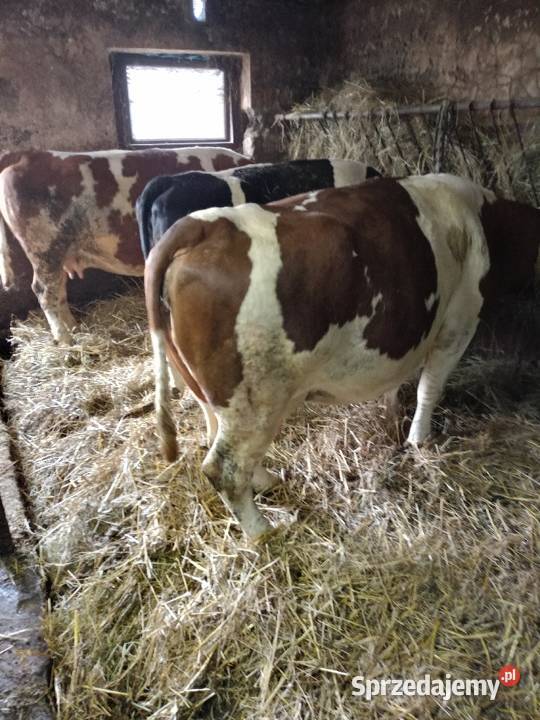 Sprzedam krowy sprzedam