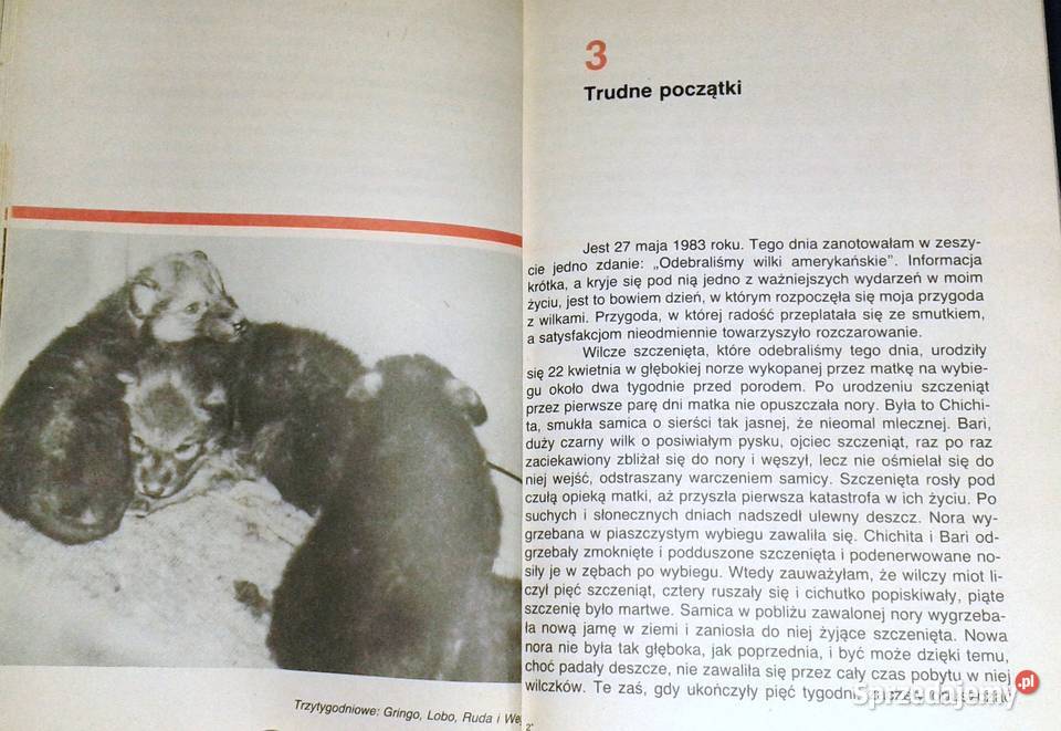 Pies czy wilk Krystyna Chwedeńczuk lubelskie Chełm