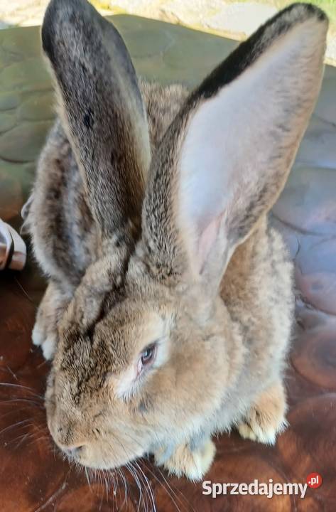 Króliki belgijskiebarany francuskie srokacze Skarżysko-Kamienna sprzedam