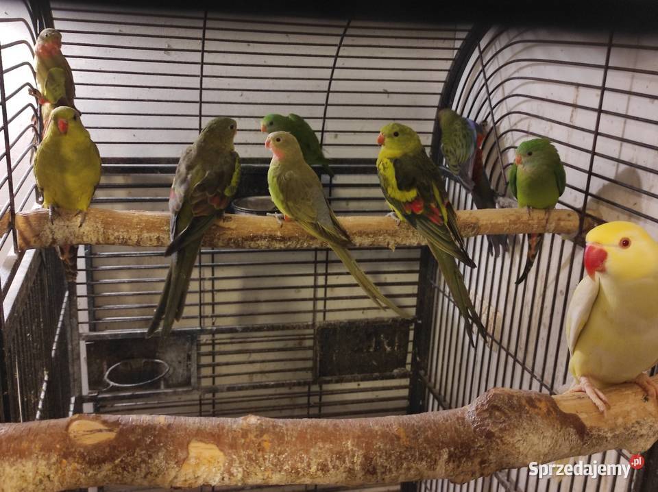 Papugi górskie mazowieckie Rębków