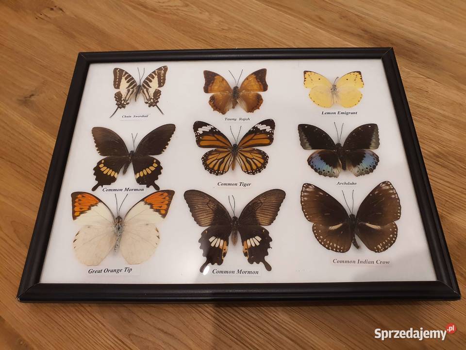 Motyle w gablotce Jelenia Góra