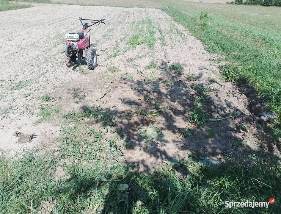 Usługi Ogrodnicze Usługi śląskie Wieszowa