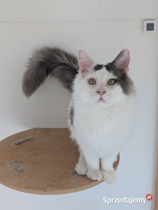 Diablo kocurek niebiesko czarny Maine Coon Pszczyna