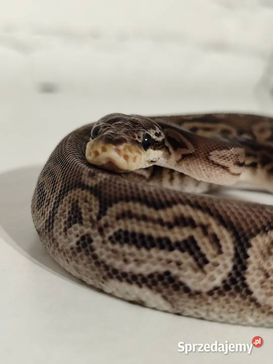 Samiczka pyton królewski Pruszków