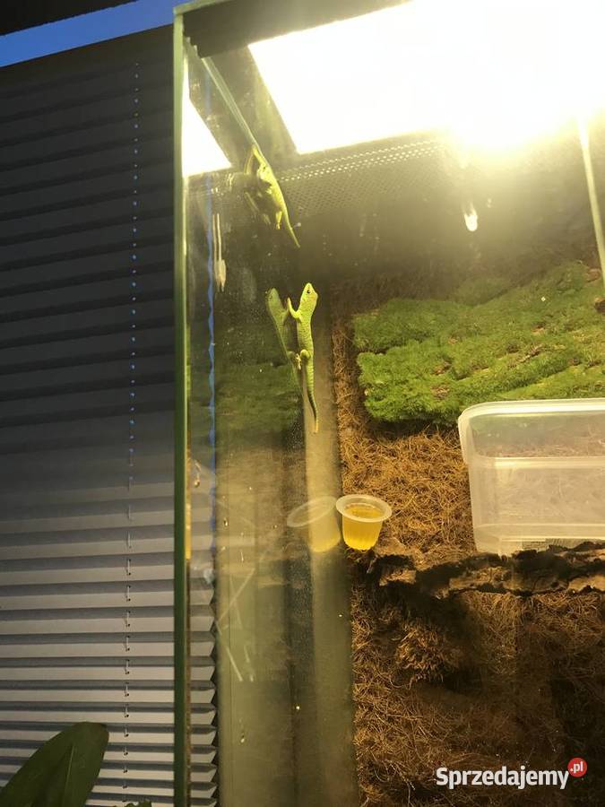 Phelsuma madaskarska Bochnia sprzedam