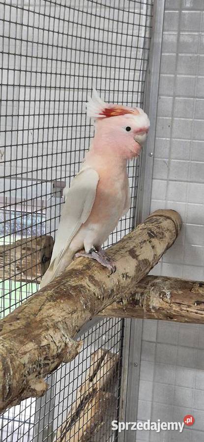 Sprzedam ptaki z 2025 wielkopolskie Grodzisk Wielkopolski
