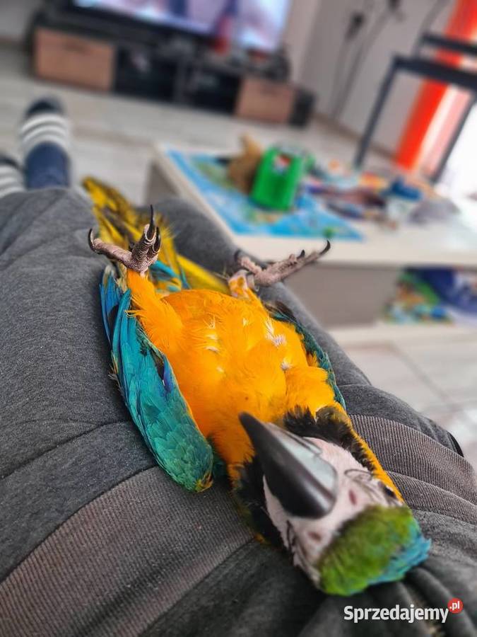 Ara Ararauna samiczkazamiana na auto Steklno