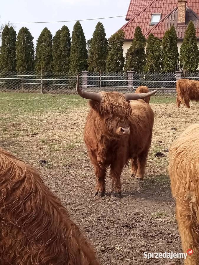 Bydło szkockie rasa Highland