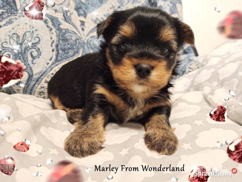 Marley YORK Black And Tan Piękny piesek Rodowód Zwierzęta dolnośląskie Wrocław