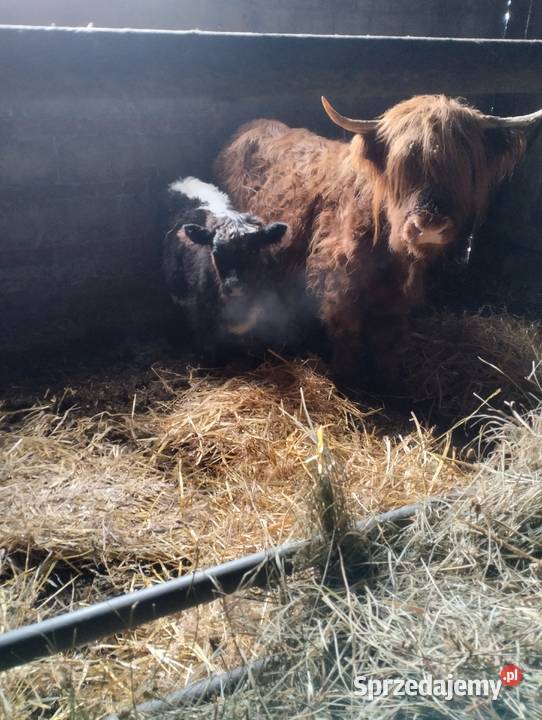 Sprzedam bydło szkockie Jabłoń