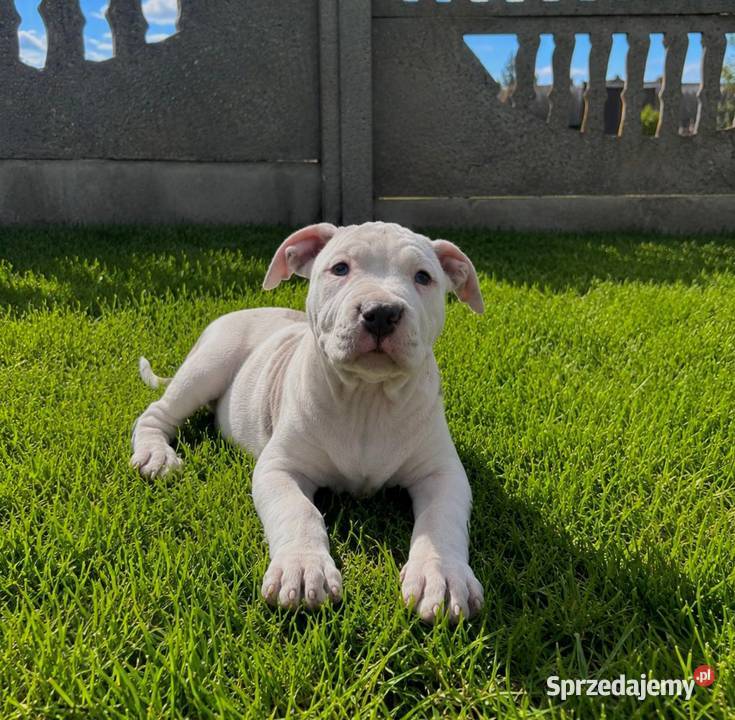 Piękne szczenięta American Staffordshire Terrier