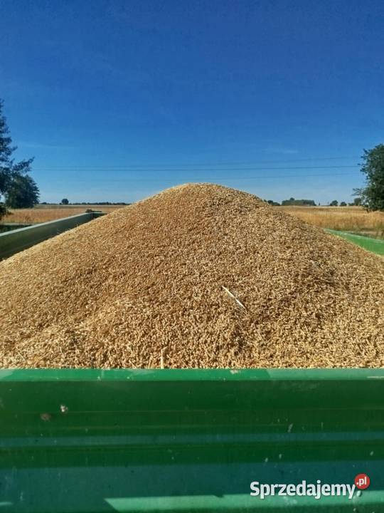 Sprzedam ładny owies 650 tona Białobrzegi-Kolonia sprzedam
